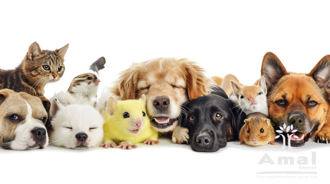 Pets Meet Up